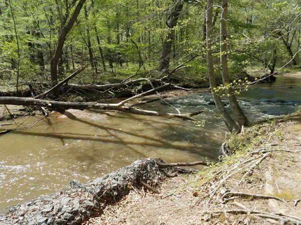 Река Ручей Камнями Деревьями Лесу Лесу — стоковое фото