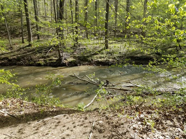 河流或溪流 森林或森林中的泥泞和树木 — 图库照片