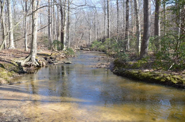 Rivière Ruisseau Ruisseau Dans Une Forêt Bois Avec Des Arbres — Photo