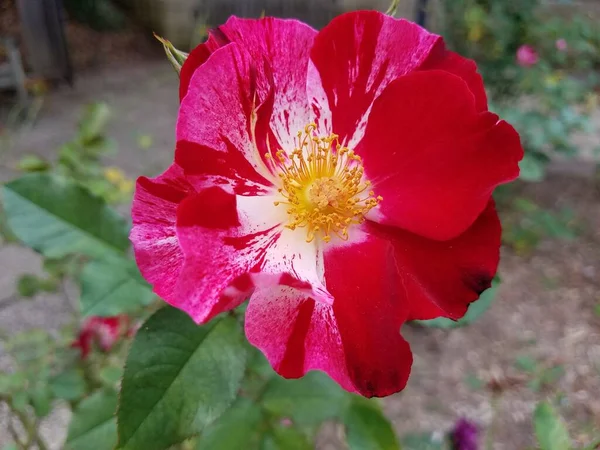 Red White Yellow Flower Plant Green Leaves — Stock Photo, Image