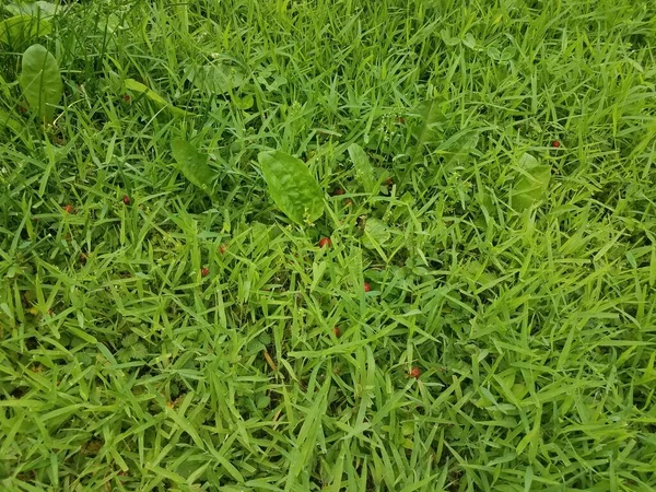 Algunas Fresas Rojas Silvestres Tréboles Verdes Hierba Malezas —  Fotos de Stock