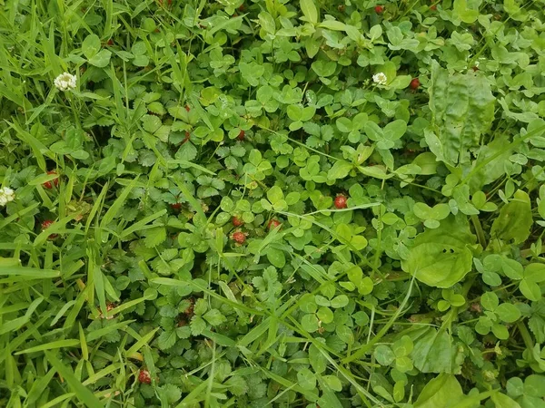 Algunas Fresas Rojas Silvestres Tréboles Verdes Hierba Malezas —  Fotos de Stock