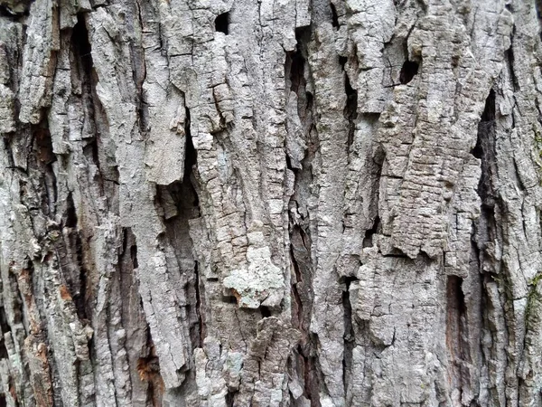 Très Petit Acarien Rouge Marchant Long Écorce Arbre — Photo