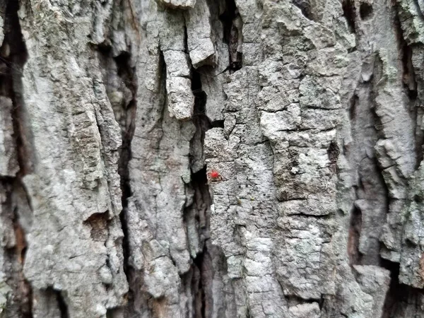 Très Petit Acarien Rouge Marchant Long Écorce Arbre — Photo