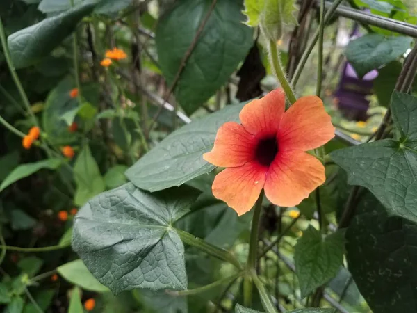 Quelques Fleurs Rouges Oranges Sur Une Plante Aux Feuilles Vertes — Photo