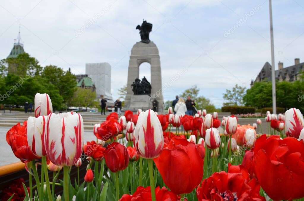 red and white tulip flowers in Ottawa, Canada