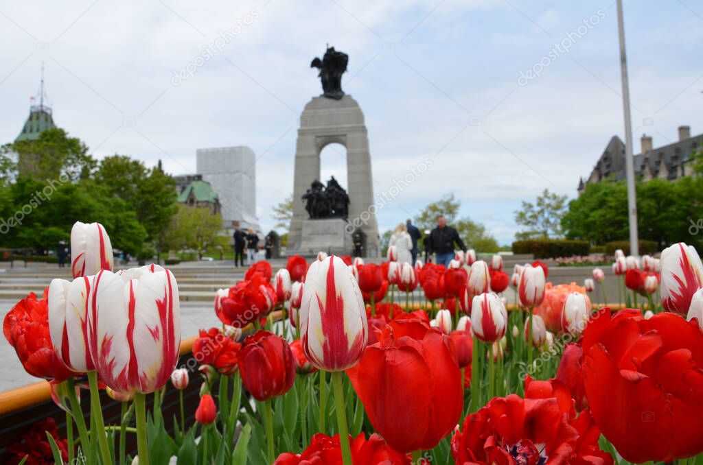 red and white tulip flowers in Ottawa, Canada