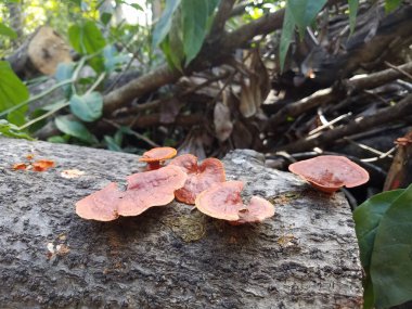 red mushrooms or fungus on log in the Guajataca forest in Puerto Rico clipart