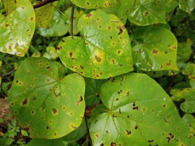 Üzerinde kırmızı noktalar ve delikler olan yeşil yapraklı bitki.