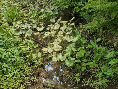Bataklıkta bir sürü yeşil bitki ya da mor çiçekli sulak arazi