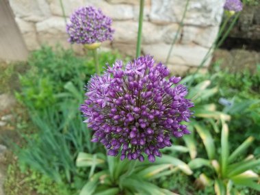 Mor çiçekli ve yeşil yapraklı bitki.