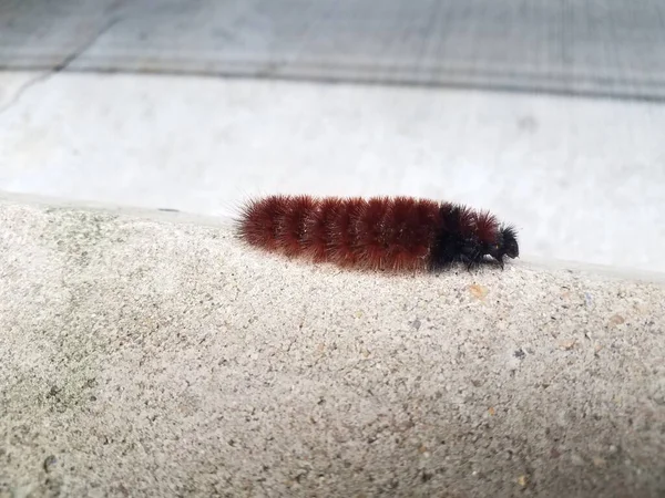 Red Black Caterpillar Walking Grey Cement — Stock Photo, Image
