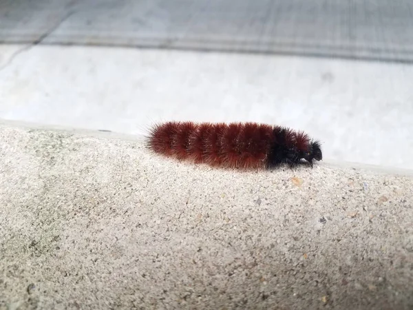 Une Chenille Rouge Noire Marchant Sur Ciment Gris — Photo