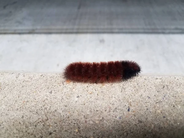 Une Chenille Rouge Noire Marchant Sur Ciment Gris — Photo