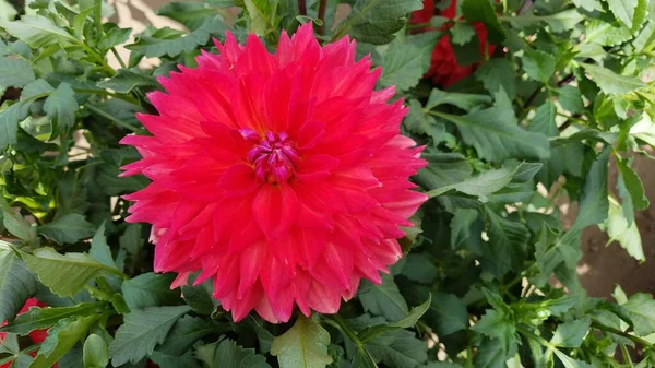 Red Dahlia Flower Green Leaves Blooming — Stock Photo, Image