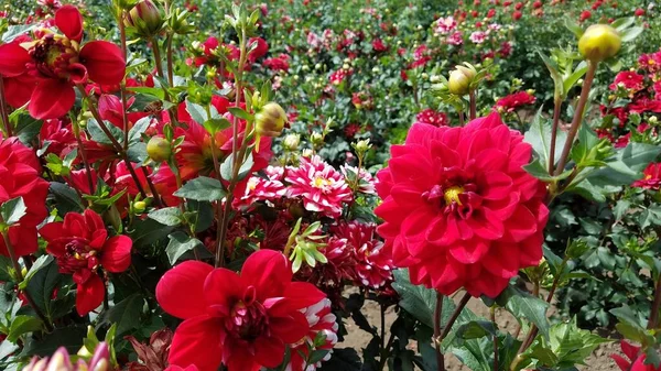 Flor Dalia Roja Con Hojas Verdes Campo — Foto de Stock