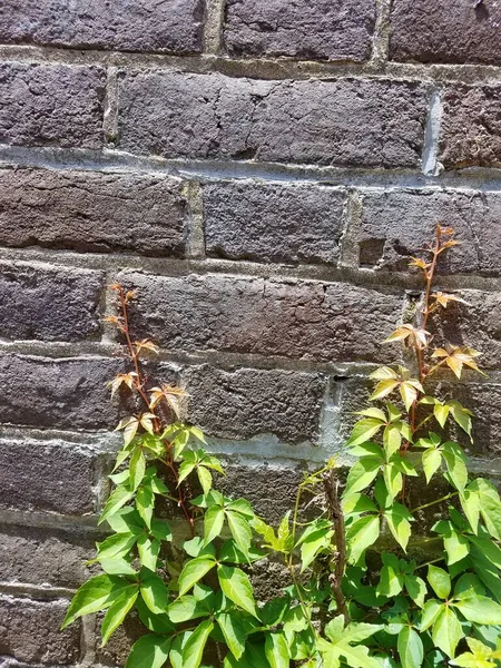 red brick wall with plant with green leaves growing near it