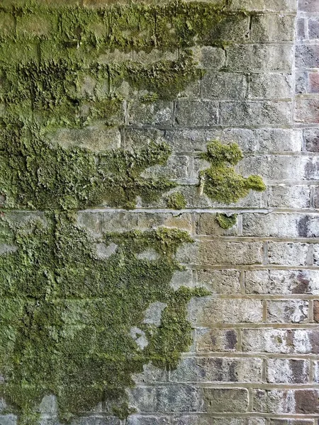 Pared Ladrillo Rojo Con Musgo Verde Creciendo — Foto de Stock