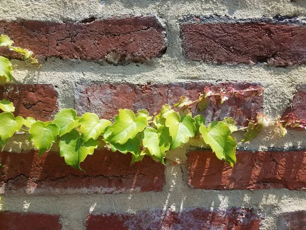 Ένα Κόκκινο Τούβλο Τοίχο Πράσινο Αμπέλι Φυτό Που Αναπτύσσεται Αυτό — Φωτογραφία Αρχείου
