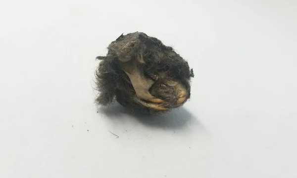 Cráneo Rata Mandíbula Dientes Pelo Negro Pellets Búho Sobre Fondo — Foto de Stock