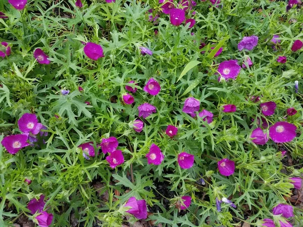 Зелена Рослина Багатьма Фіолетовими Квітами Цвітуть — стокове фото