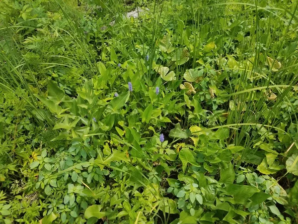 Muchas Plantas Verdes Pantano Humedal Con Flores Púrpuras — Foto de Stock