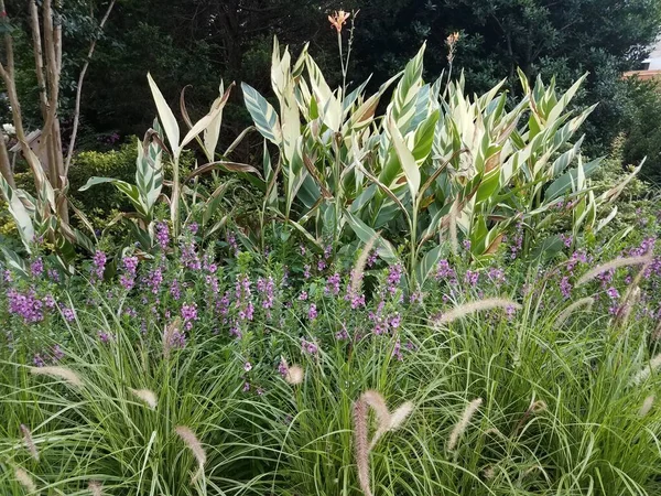 绿色植物和其他植物上的紫色花朵 — 图库照片