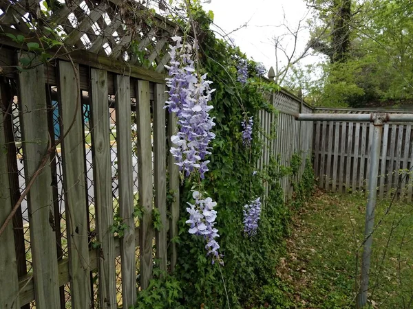 Lila Virág Szőlő Növény Zöld Levelek Növekvő Kerítés — Stock Fotó