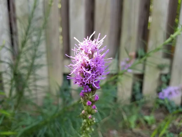 Фиолетовый Цветок Цветет Маленьком Саду — стоковое фото