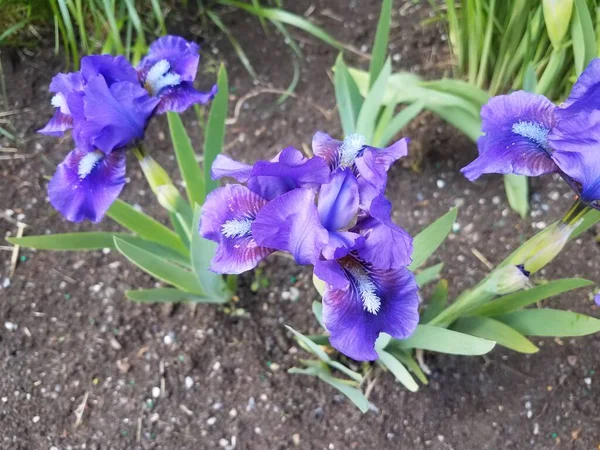 Pétalos Flor Púrpura Floreciendo Hojas Verdes Con Tierra — Foto de Stock