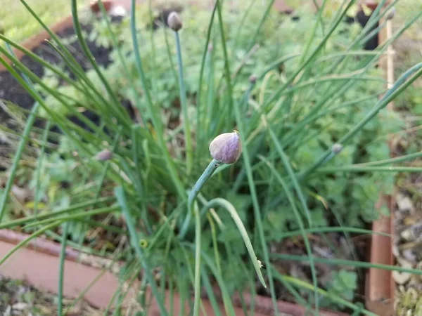 stock image purple flower on green chive or onion plant in dirt or soil in garden