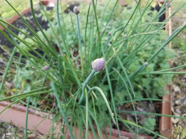 Flor Roxa Cebolinha Verde Cebola Planta Sujeira Solo Jardim — Fotografia de Stock