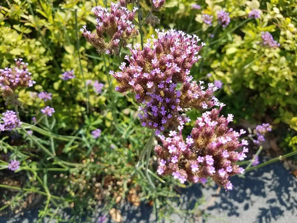 Pflanze Mit Violetten Blüten Mit Grünen Blättern — Stockfoto