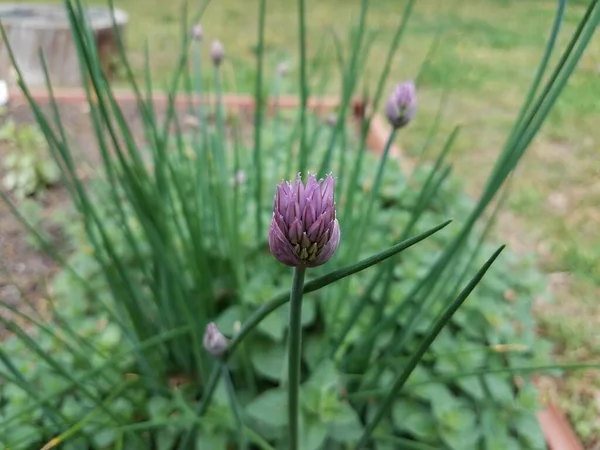 purple flower blossom or bloom on chive or onion plant in garden near oregano plant
