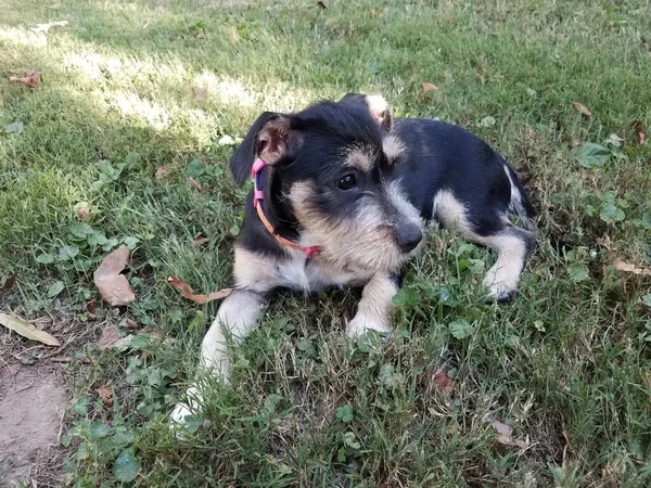 Brown Black Puppy Dog Green Grass Lawn — Stock Photo, Image