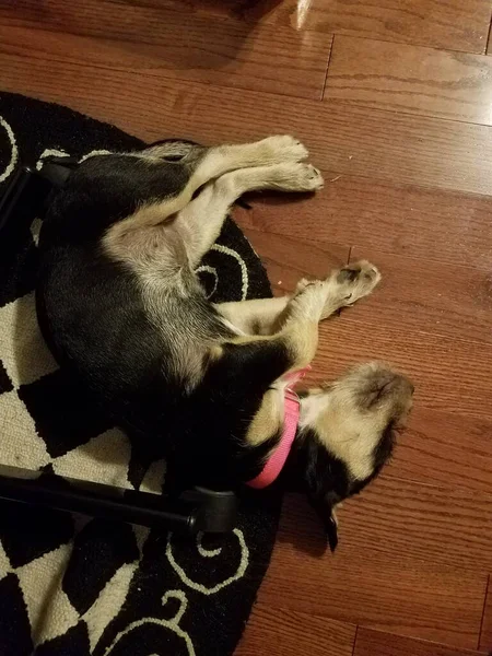 Black Brown Puppy Dog Sleeping Wood Floor Carpet — Stock Photo, Image