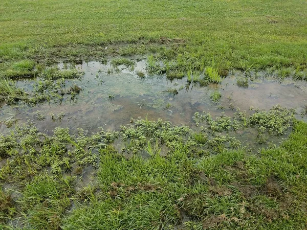 large puddle on flooded green grass lawn or yard