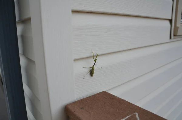白い家や家の側に緑の祈りのカマキリ昆虫 — ストック写真