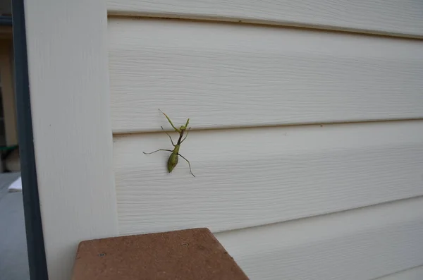 Vert Priant Insecte Mantis Sur Maison Blanche Voie Évitement Maison — Photo