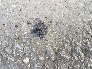 Siyah asfalta biraz kaz kakası sıçrıyor.