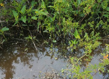 yeşil bitkiler ve yeşil yılanlı çamurlu su