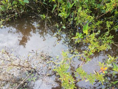 yeşil bitkiler ve yeşil yılanlı çamurlu su