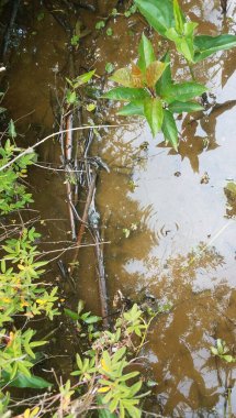 Bitkiler ve çamurlu su ile kıpırdayan su böceği