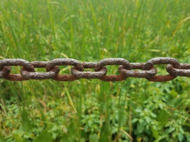 Bataklıkta ya da sulak alanda metal zincirli bir sürü yeşil bitki var.