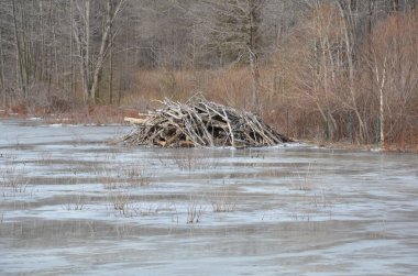 Kışın sulak alanlarda buzla kaplı donmuş sulardaki büyük gheron kuşları ve bitkileri kunduz kulübesi ile birlikte.