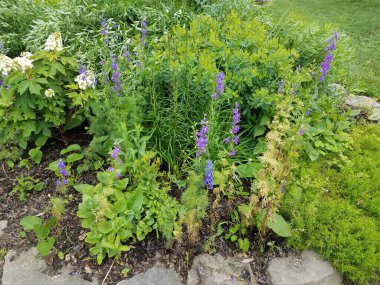 bir çok yeşil bitki ve mor ve beyaz çiçekler ve taşlar