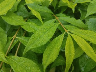 Su damlacıkları olan yeşil yapraklı bir bitki.