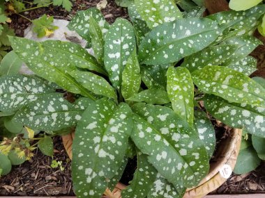 Çiçek saksısında yeşil yapraklı ve beyaz noktalı bir bitki 18 dolara satılıyor.