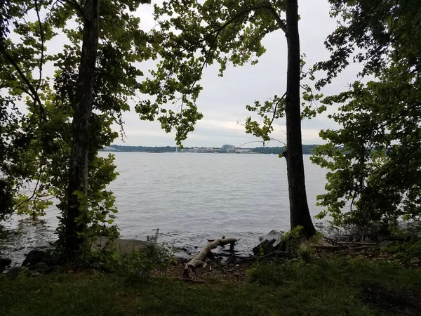 Shore Potomac River National Harbor Trees — Stock Photo, Image
