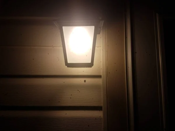 Muchos Insectos Voladores Revestimiento Casa Blanca Cerca Luz Exterior —  Fotos de Stock